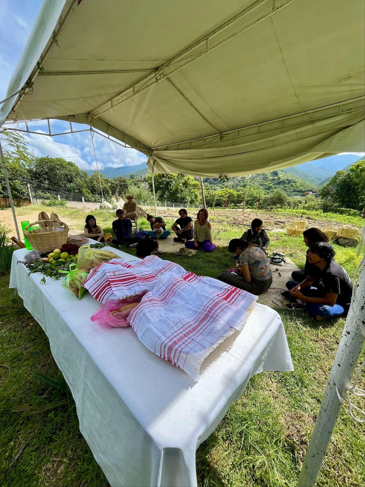 Milpa en descanso — registro 02