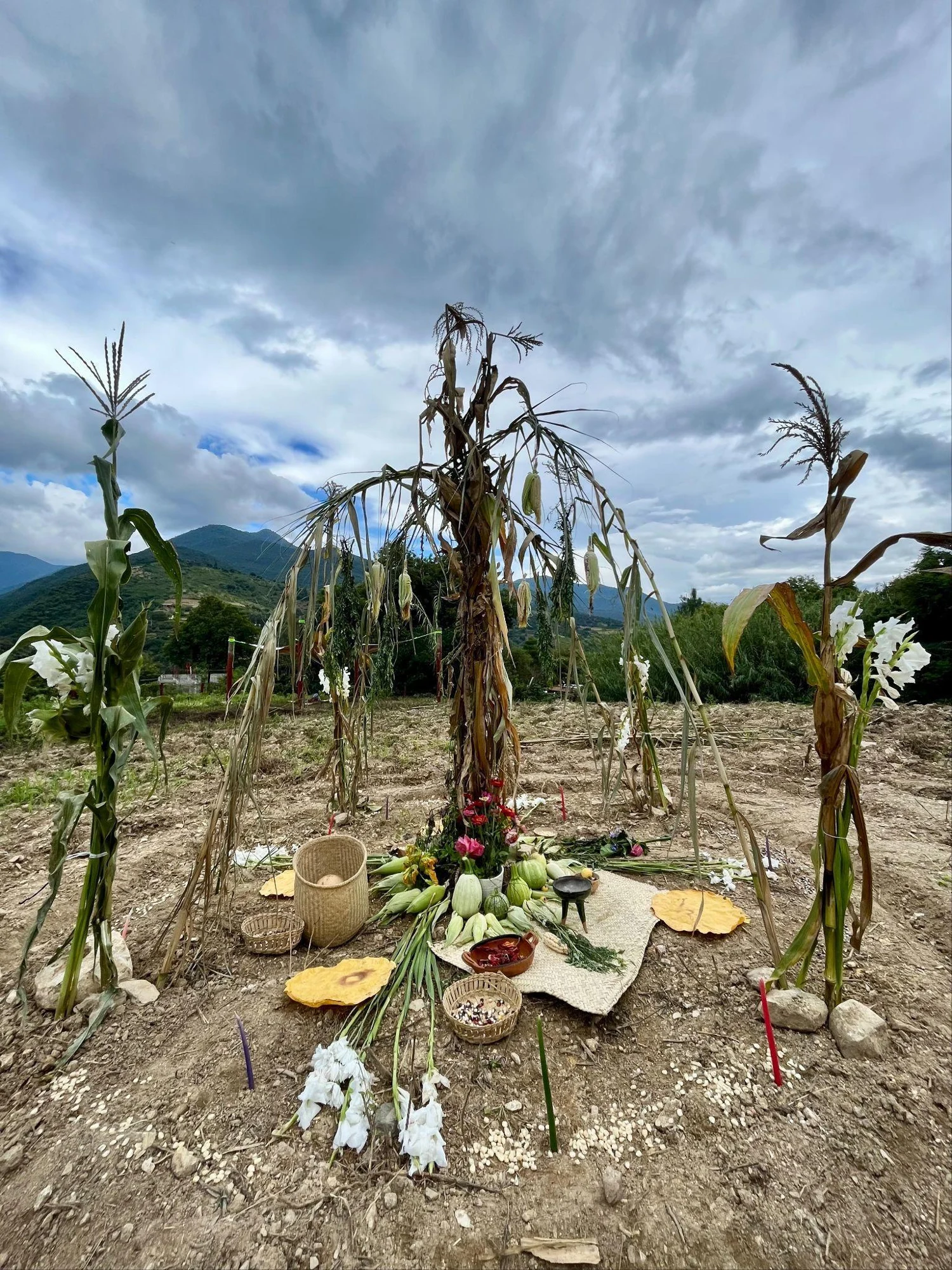 Milpa en descanso — vista del proyecto